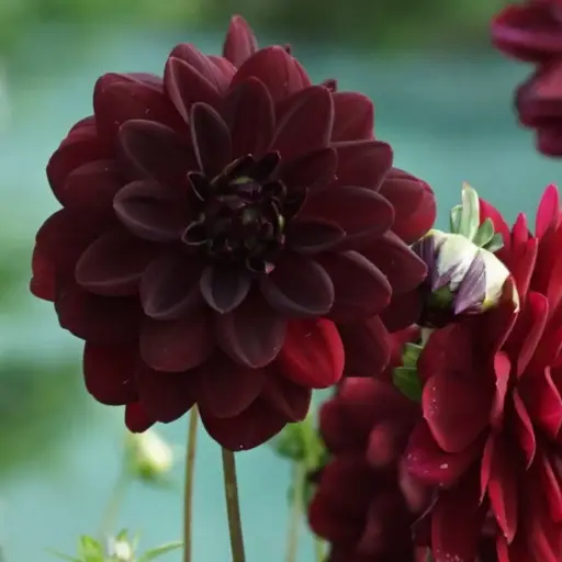 [B1047-1] Dahlia Arabian Night - BIO (1 Zwiebel)