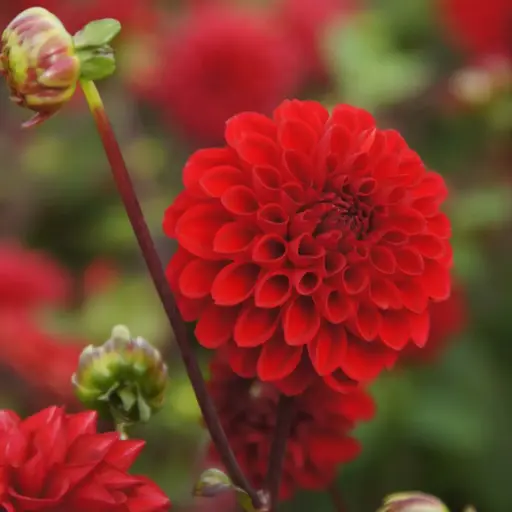 [B1052-1] Dahlia Viking - BIO (1 Zwiebel)