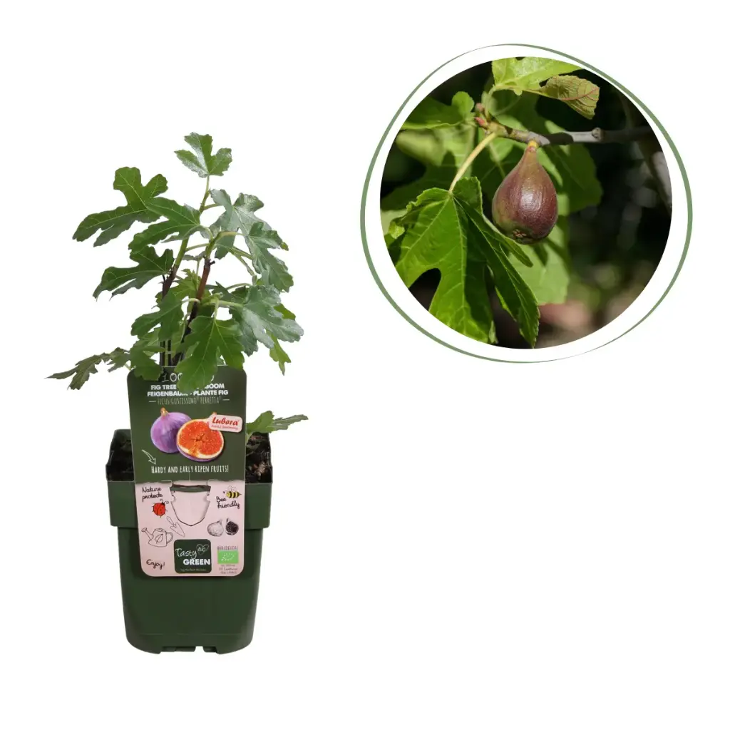 Feigenbaum - BIO
