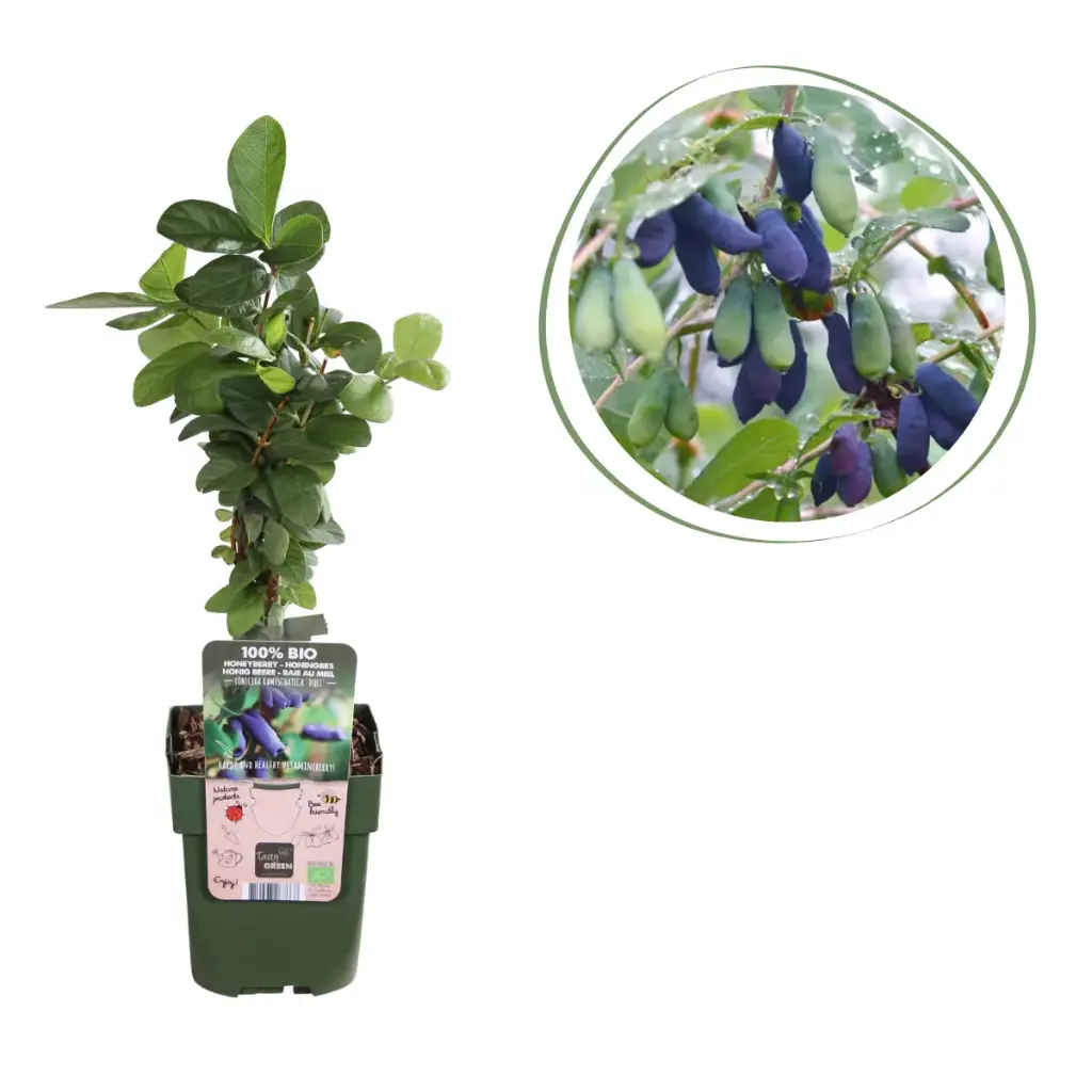 Geißblatt (Essbare Honigbeeren) - BIO