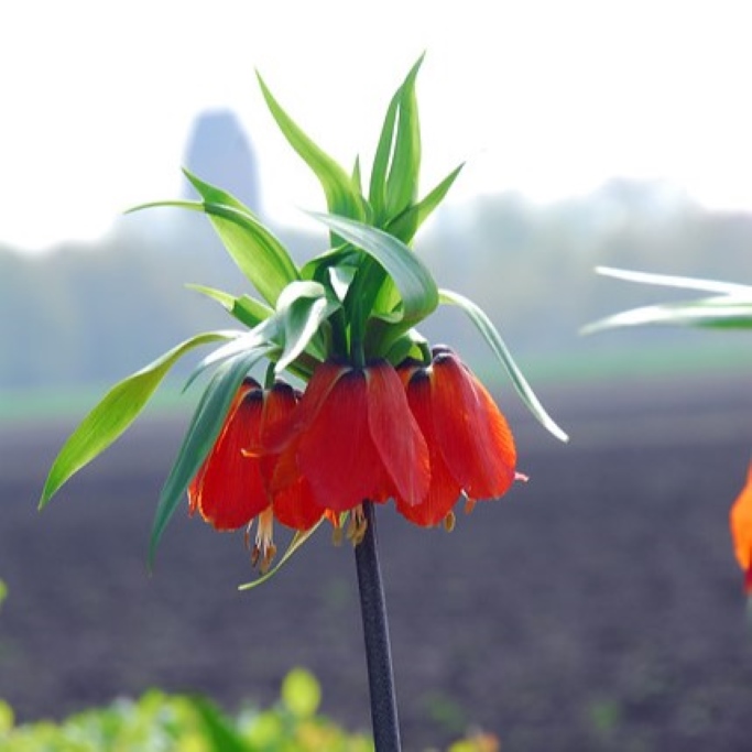 Kaiserkrone - Fritillaria imp. Rubra - BIO