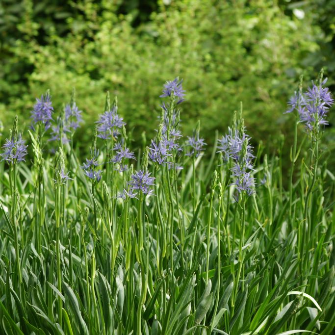 Blaue Prärielilie - Camassia Leichtlinii Caerulea - BIO
