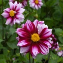 Dahlie Edge of Joy - BIO