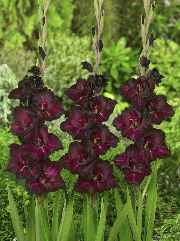 Gladiolus Black Surprise - BIO 