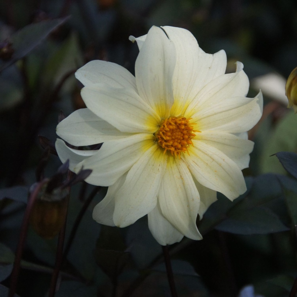 Dahlie Dainty Lady - BIO