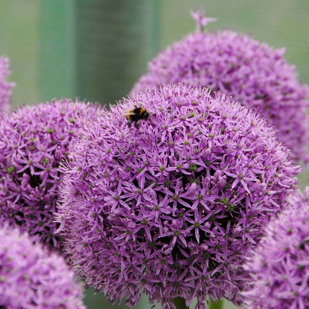 Allium Gladiator - Zierlauch - BIO