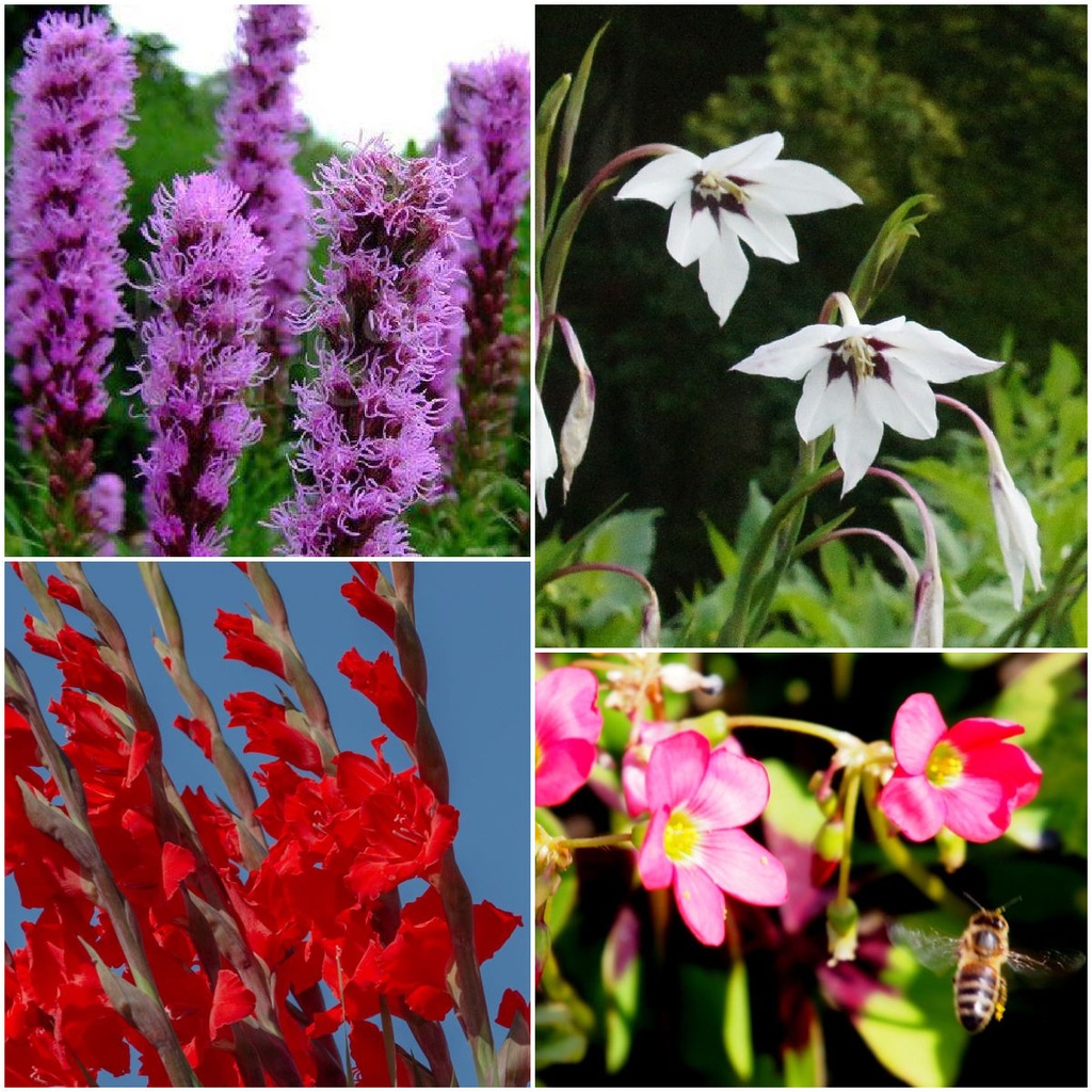 Sommer Bienen Zwiebel Mischung 28 ST - BIO