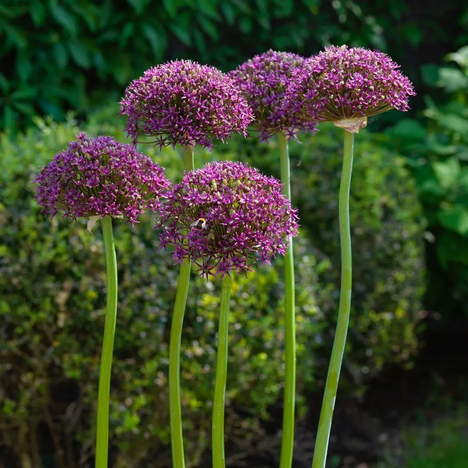 Allium Magic - Zierlauch - BIO