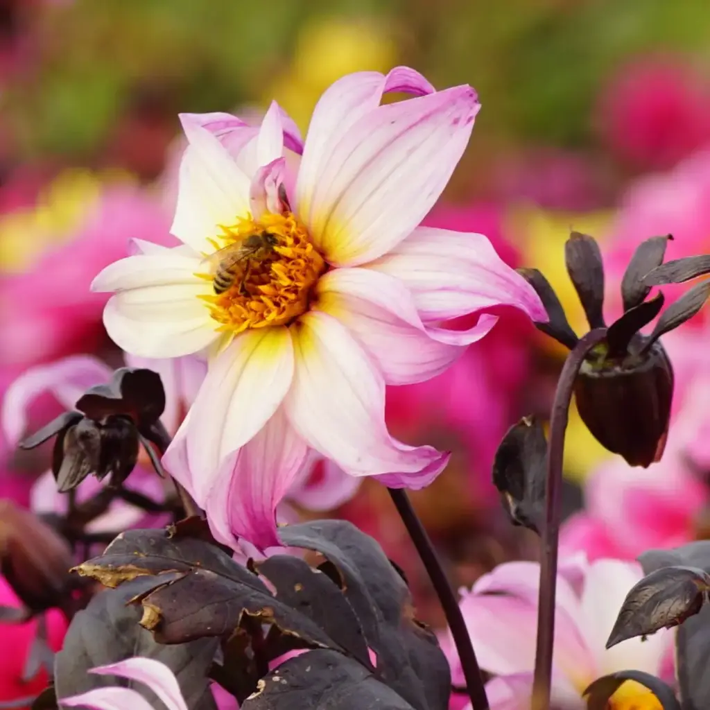 Dahlia Bohemian Princess- BIO