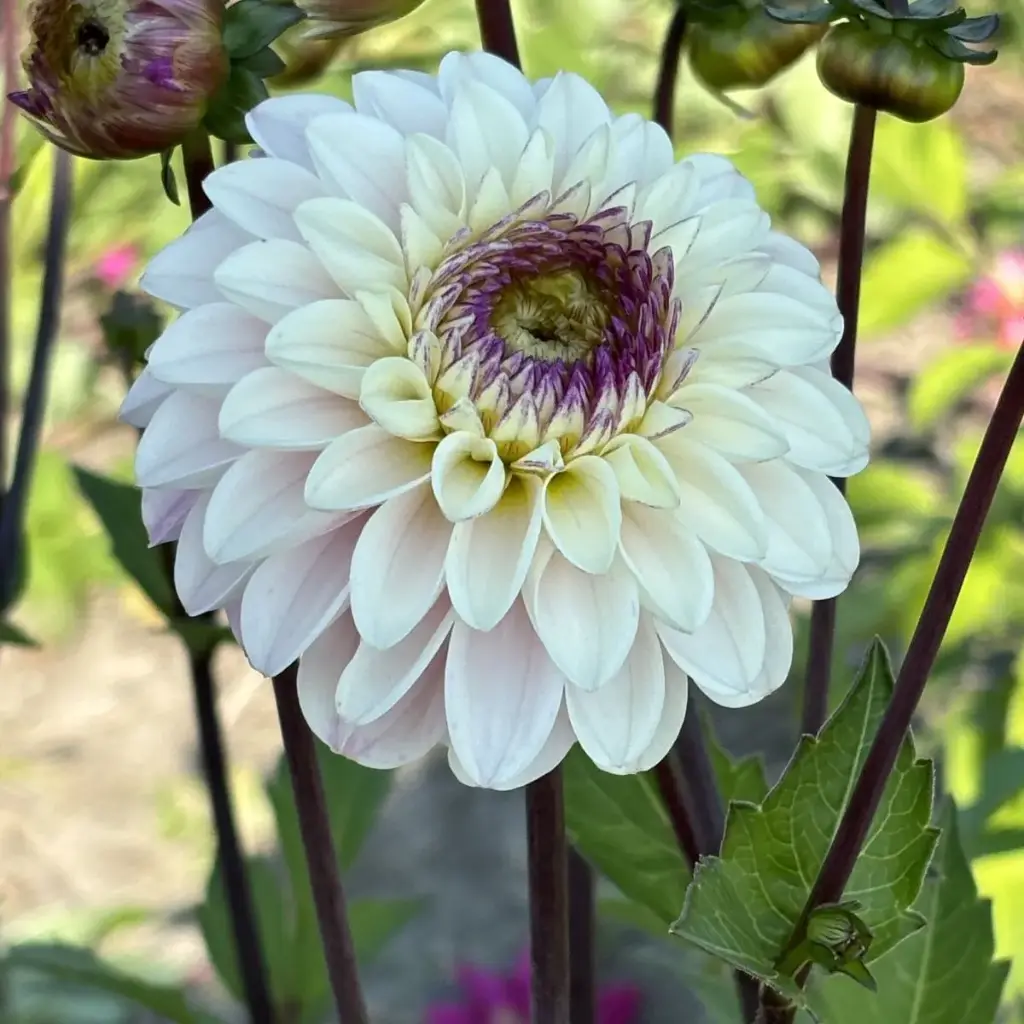 Dahlia Marieke Nolsen - ORG