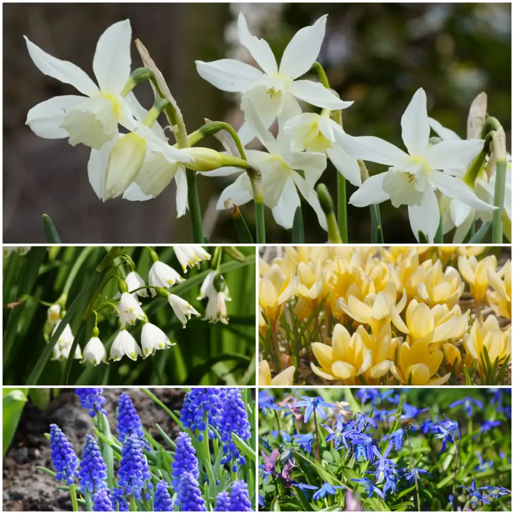 60 Tage Frühlingspracht – BIO