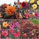 Dahlie mystery Bienenmischung - BIO