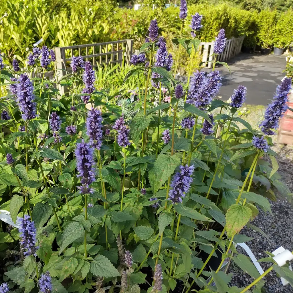 Agastache Black Adder - BIO