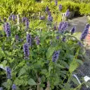 Duftnesseln - Agastache Black Adder - BIO