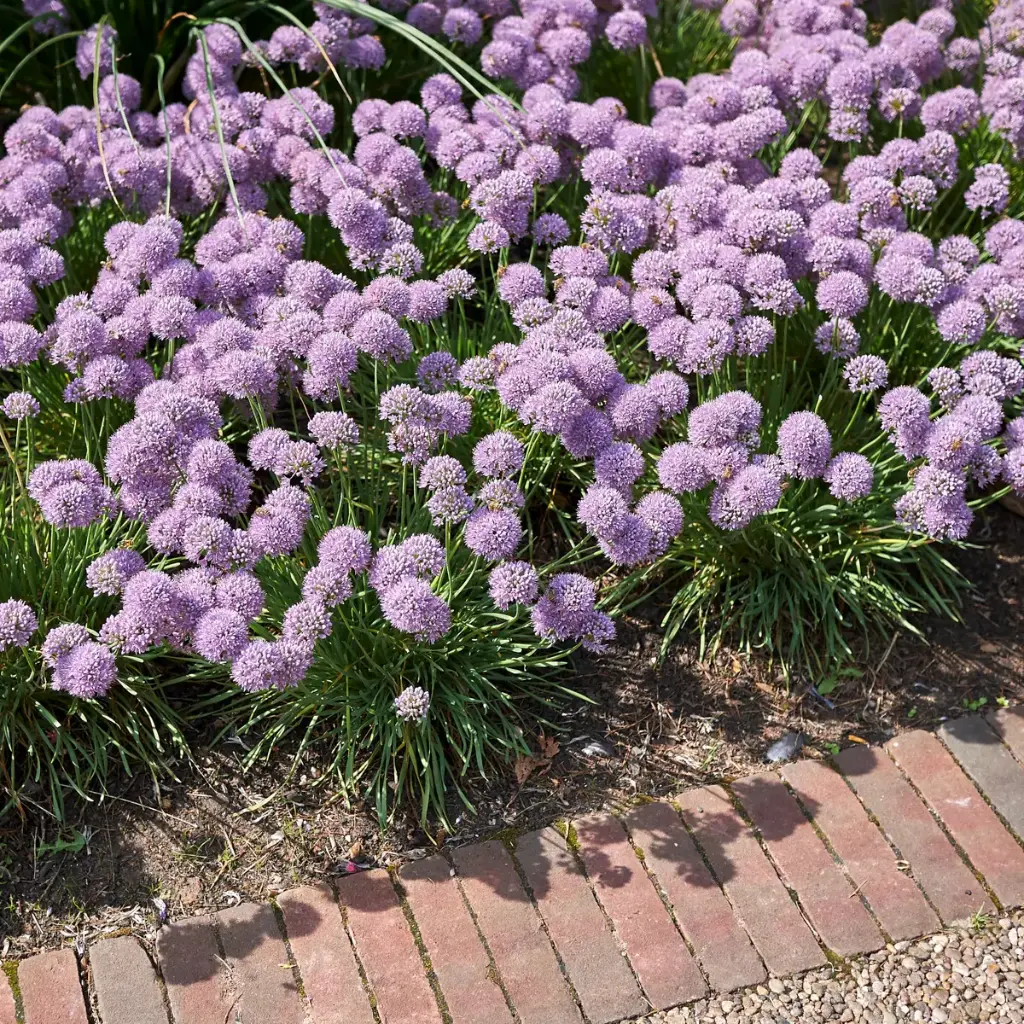 Berglauch - Allium Senescens - BIO