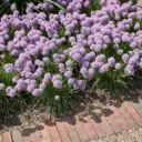 Berglauch - Allium Senescens - BIO