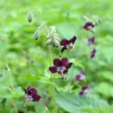 Geranium phaeum - BIO