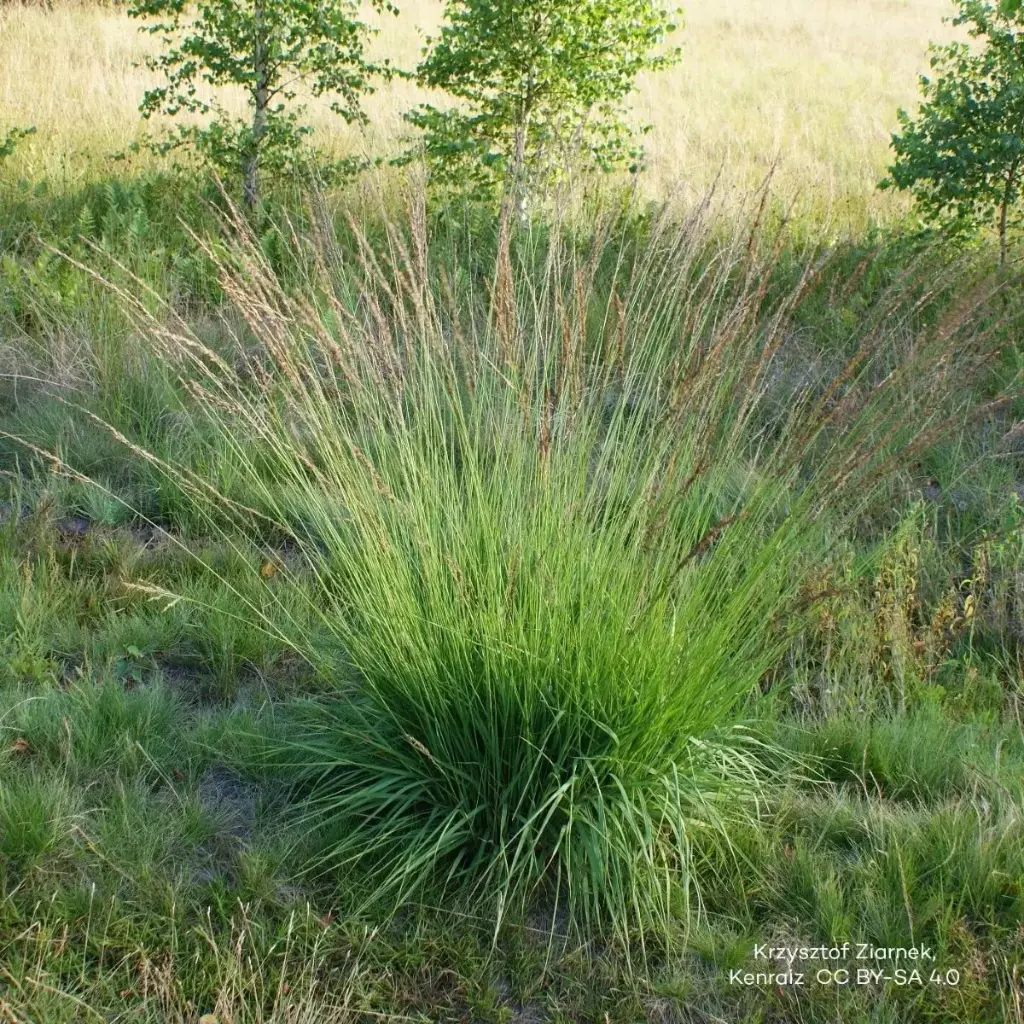 Pfeifengras - Molinia caerulea 'Moorhexe' - BIO