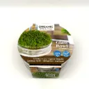 Rucola-Keimlingsset – Sprossen – BIO