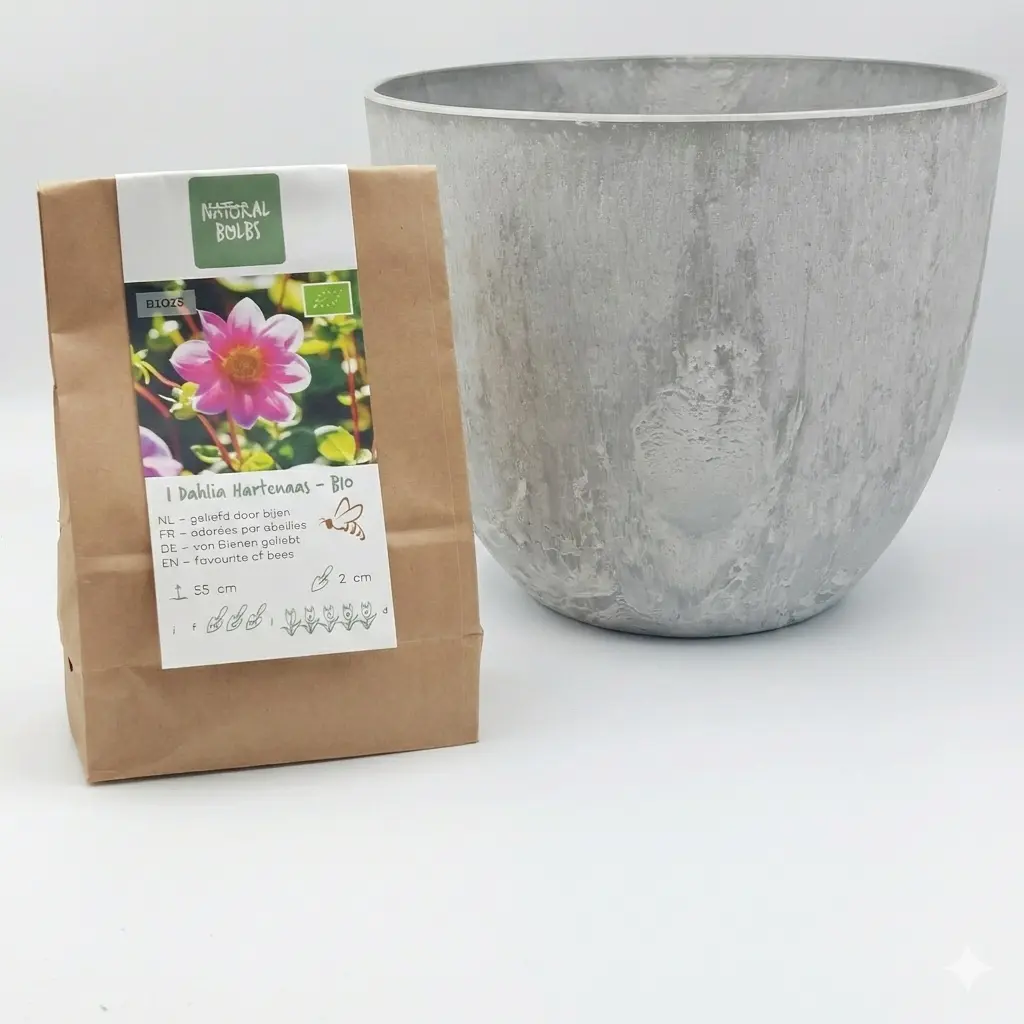 Dahlie Hartenaas - BIO mit Artstone Topf