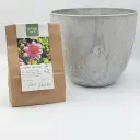 Dahlie Hartenaas - BIO mit Artstone Topf