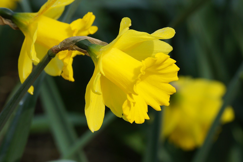 Narzisse Dutch Master - BIO