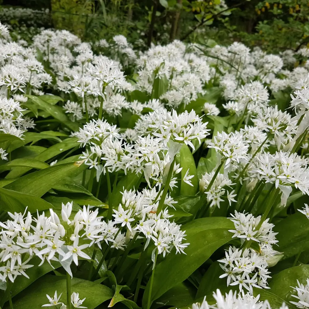 Bärlauch - Allium Ursinum - BIO
