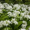 Bärlauch - Allium Ursinum - BIO