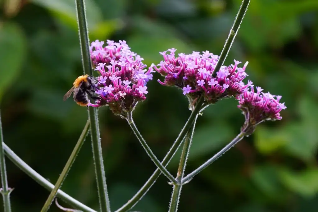 Patagonisches Eisenkraut - Verbena Bonariensis - P9 - BIO