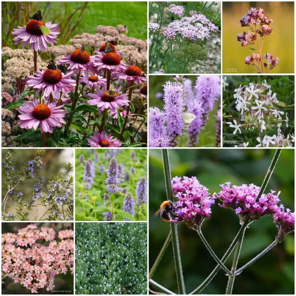 Fliesenentferner Gartenbeet-Set Sonne 4 m² – BIO