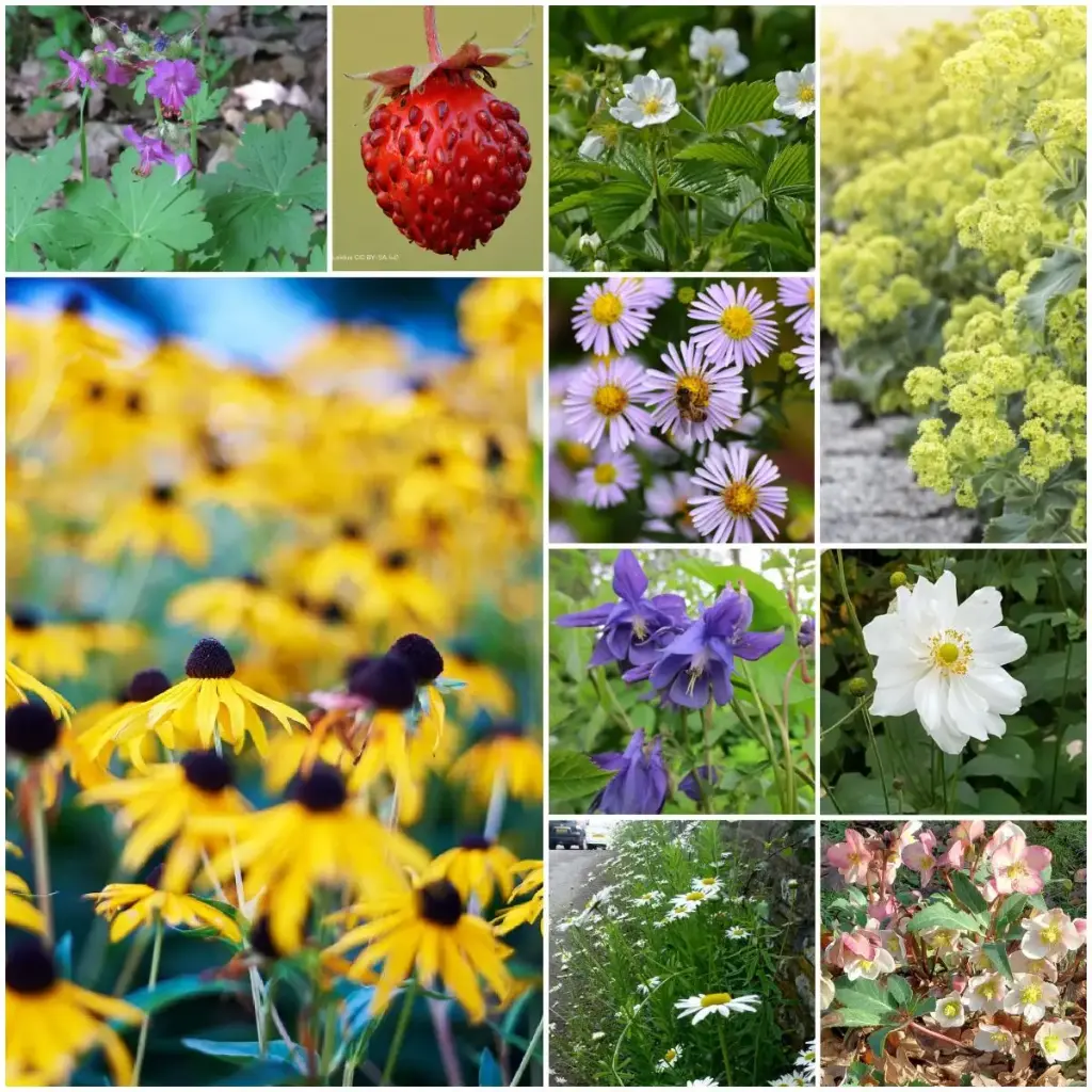 Fliesenentferner Gartenbeet-Set Halbschatten 4 m² – BIO