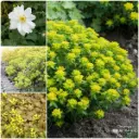 Fliesenentferner Gartenbeet-Set Schatten 1 m² – BIO