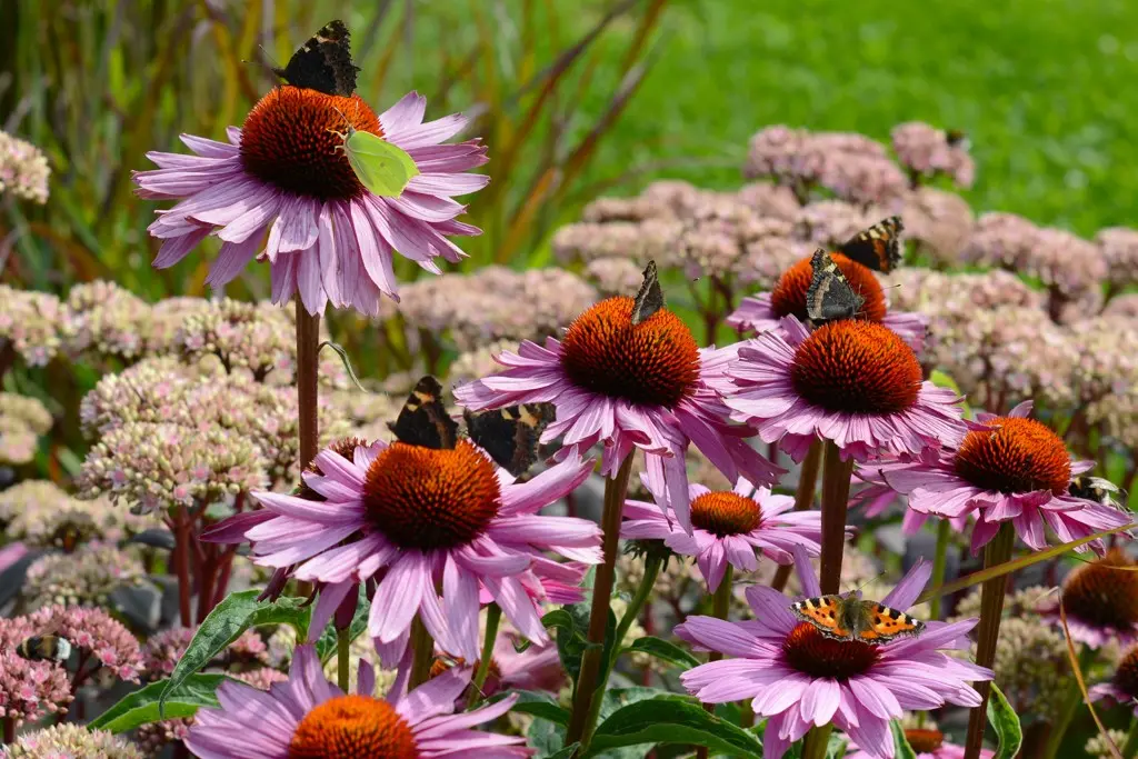 Echinacea p. Magnus - Compact  - BIO