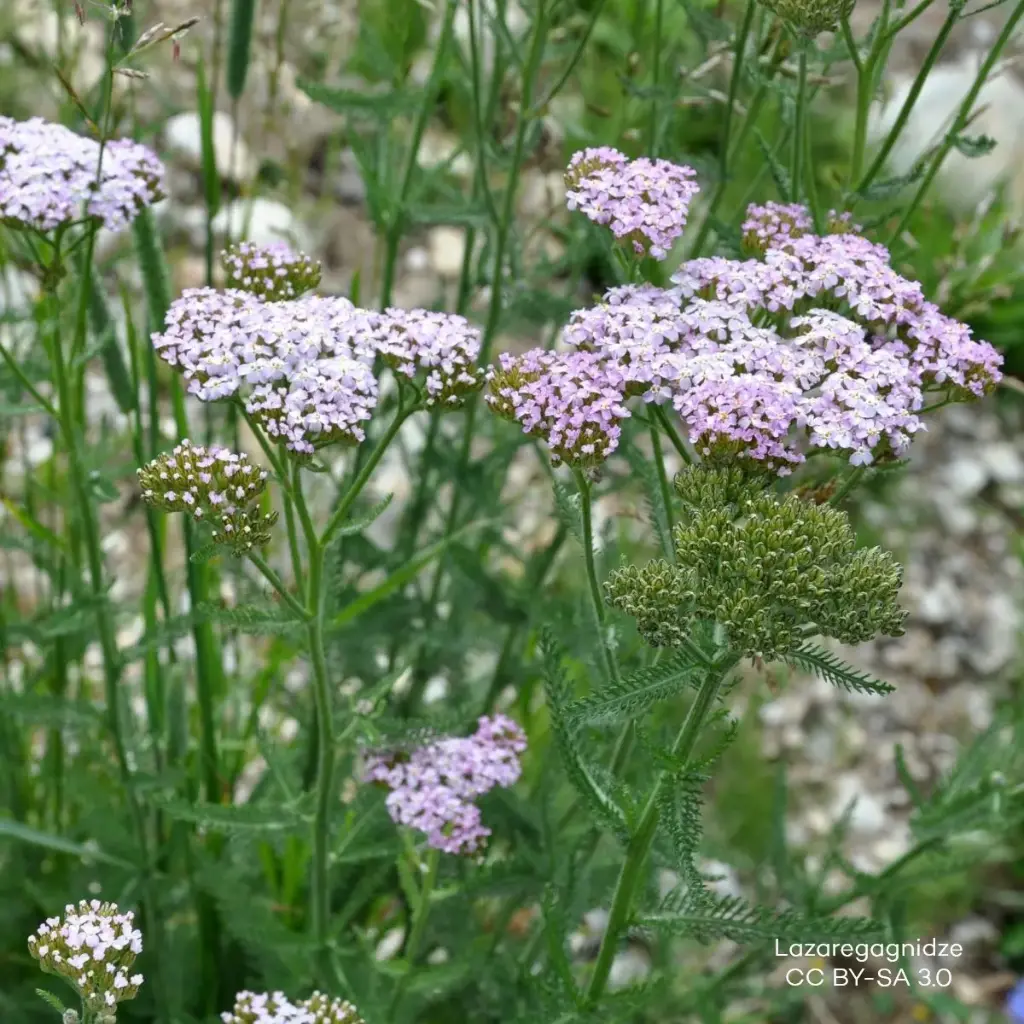 Schafgarbe - Achillea m. Apfelblüte - Compact - BIO