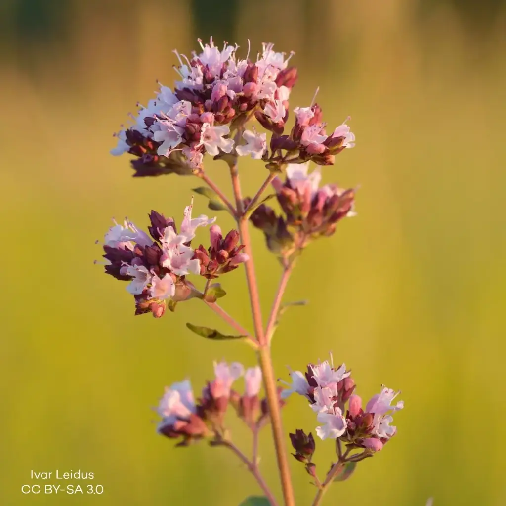 Origanum vulg. Compactum - Compact - BIO