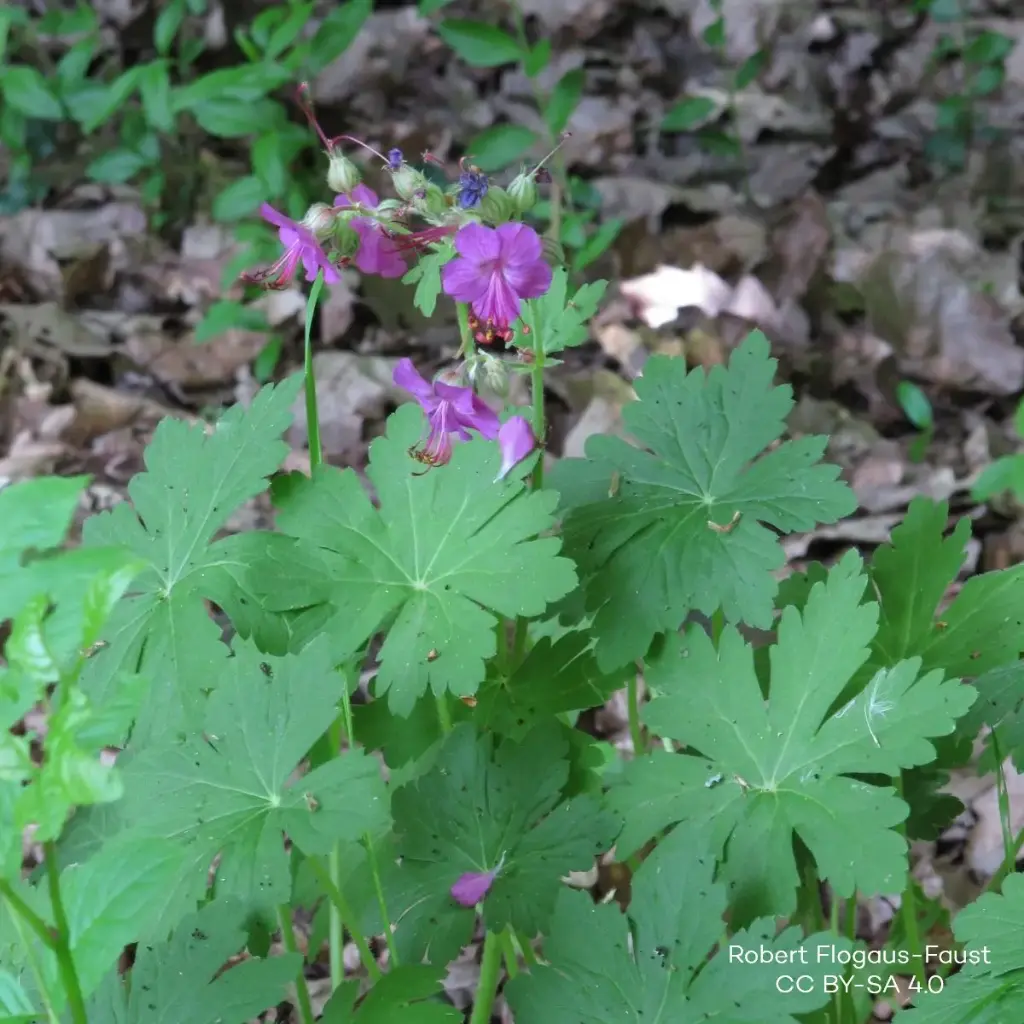 Balkan Storchschnäbel - Geranium Macrorrhizum - P9 - BIO