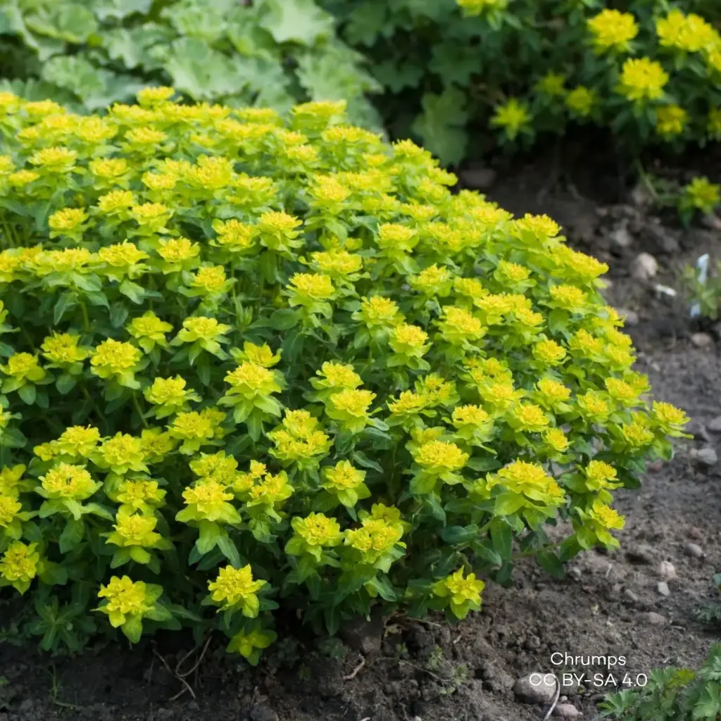 Euphorbia Polychroma - Compact - BIO