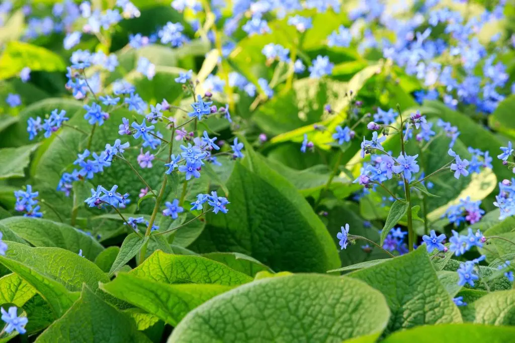 Brunnera Macrophylla - P9 - BIO