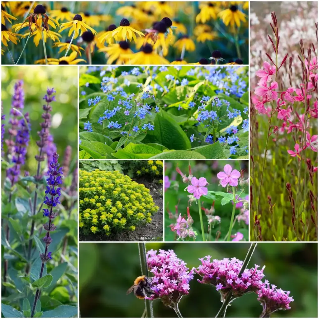 Summen im Blumenbeet – BIO