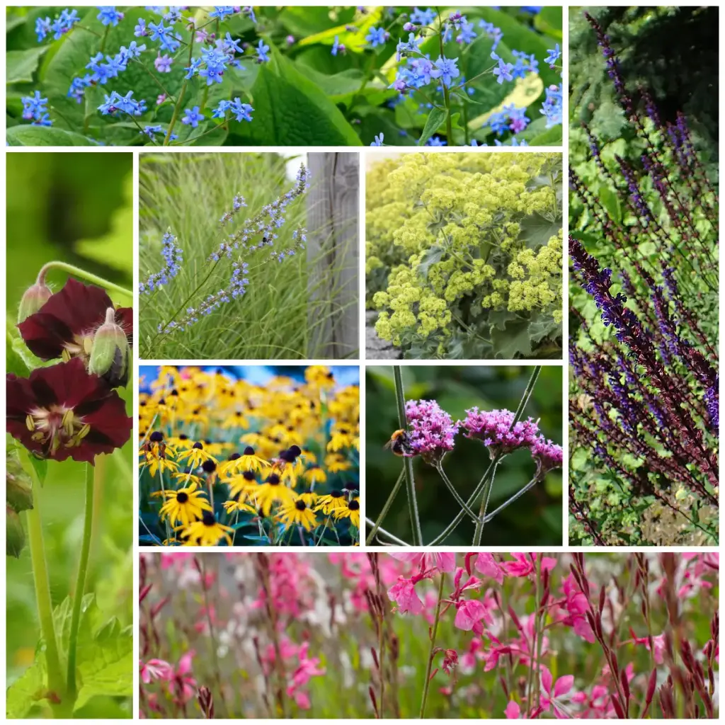 Summen im Blumenbeet – BIO