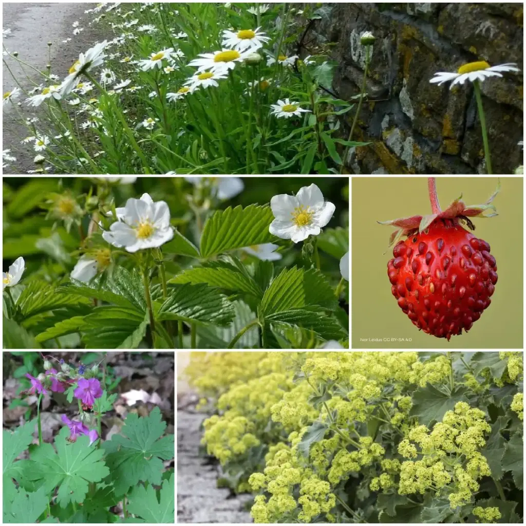 Staudenbeet Paket für Teilschatten 1 m² - BIO