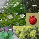 Staudenbeet Paket für Teilschatten 1 m² - BIO