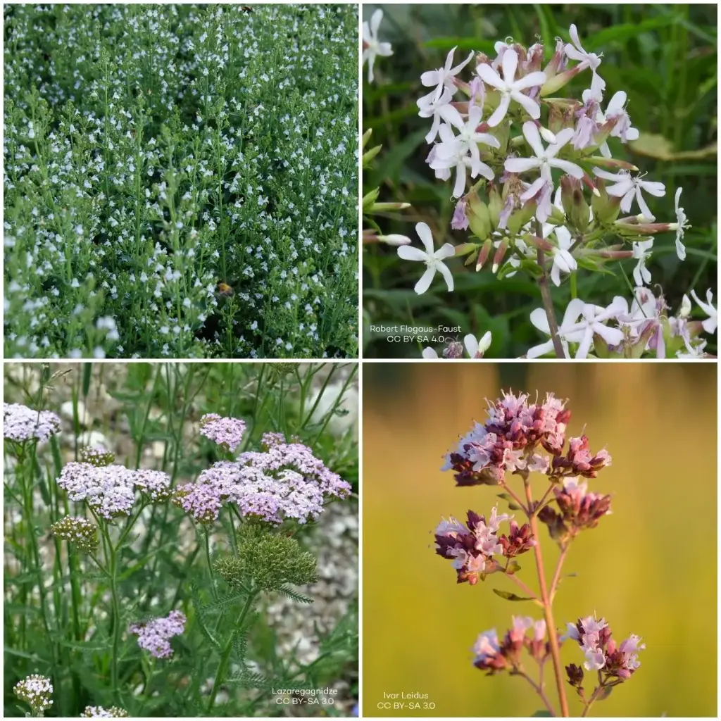 Staudenbeet Paket für Sonne 1 m² - BIO