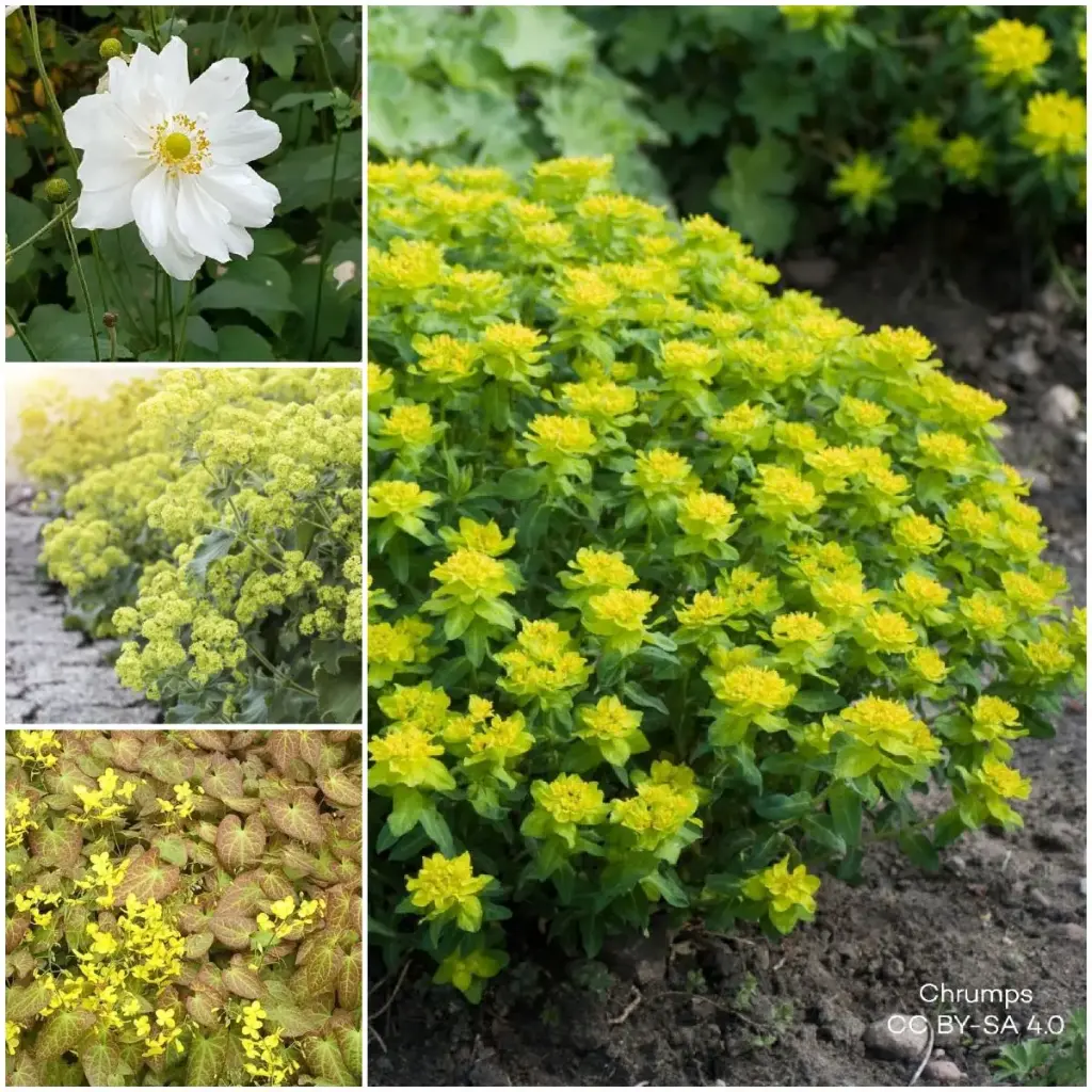 Staudenbeet Paket für Schatten 1 m² – BIO