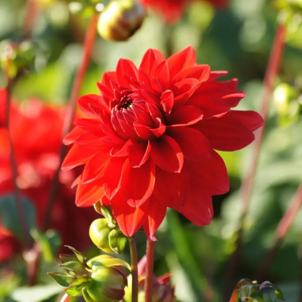 Dahlie Dekorativ Rot - BIO