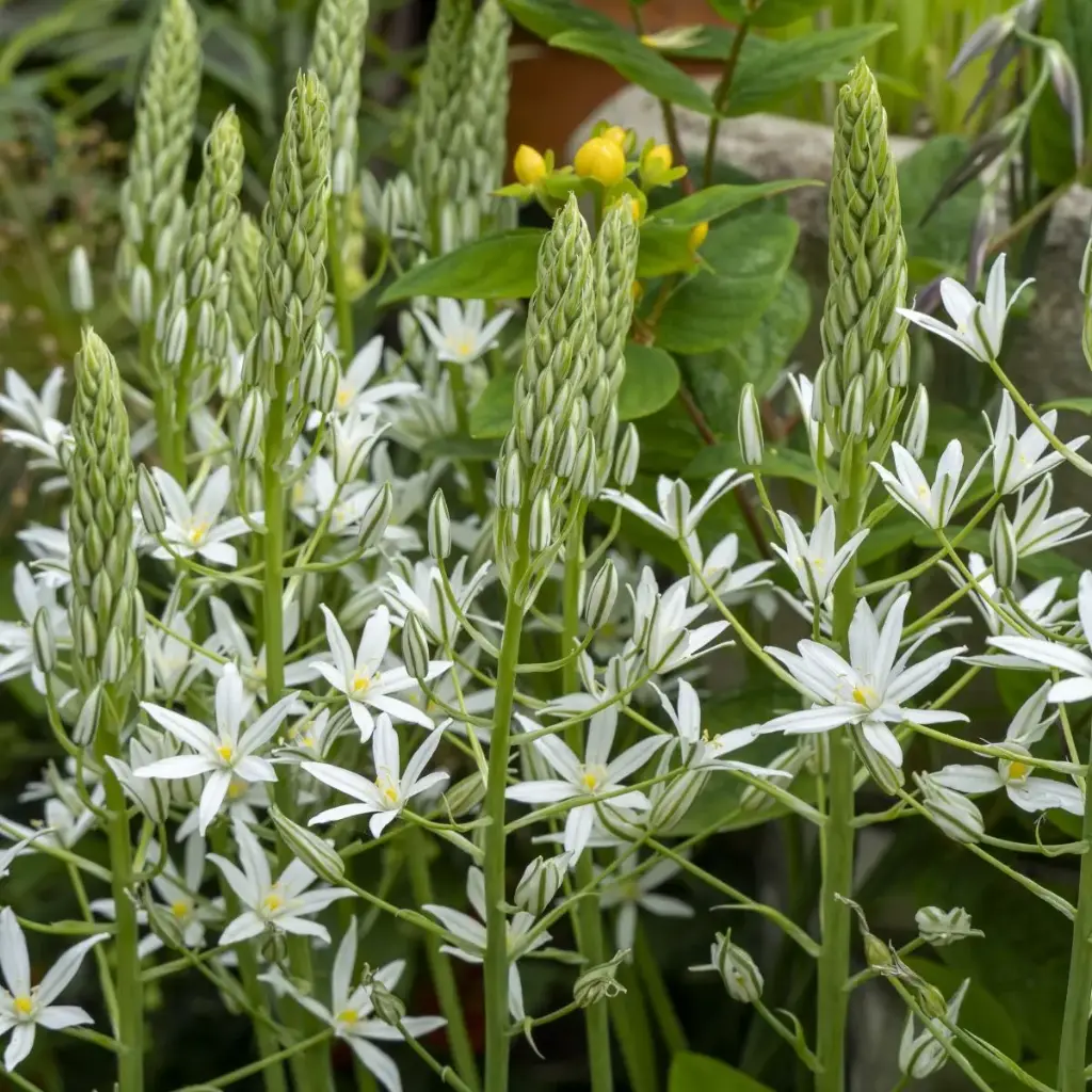 Milchstern - Ornithogalum ponticum Sochi - BIO