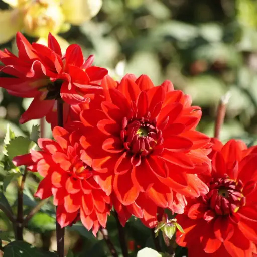 [B1069-1] Dahlia Heatwave - BIO (1 Zwiebel)