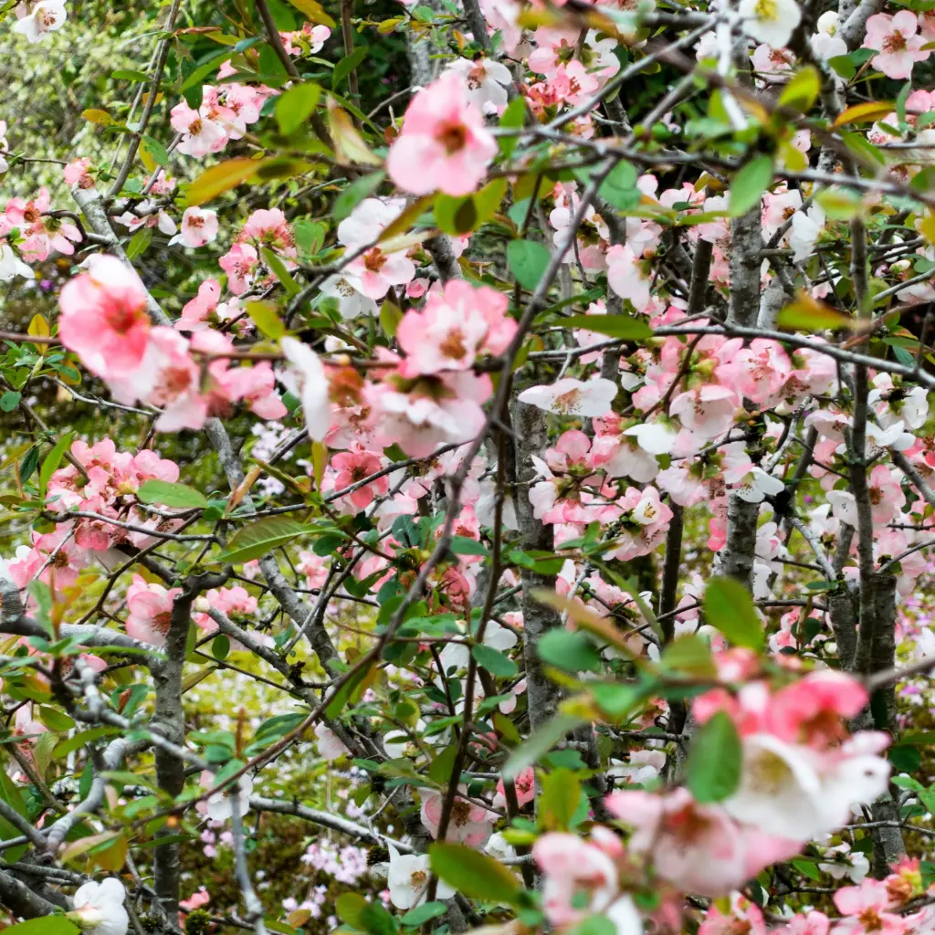 Chinesische Scheinquitte - Chaenomeles cathayensis - Geräumig - BIO