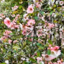 Chinesische Scheinquitte - Chaenomeles cathayensis - Geräumig - BIO