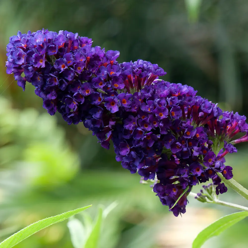 Schmetterlingsflieder - Buddleja Black Knight - Geräumig - BIO